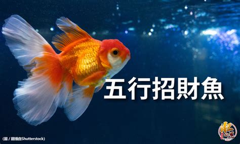 招財魚數量|魚缸風水：數量很重要